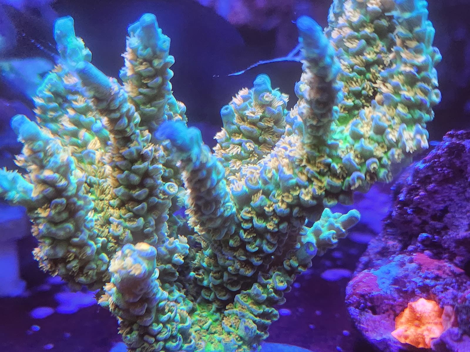 Coral growing in Kino Sam’s long-running residential aquarium