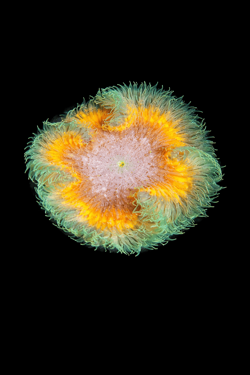 Ultra Rock Flower Anemone 1