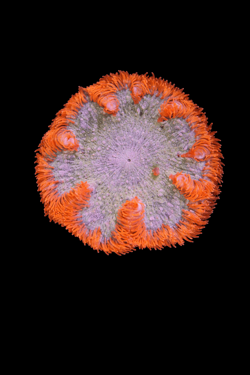 Ultra Rock Flower Anemone # 1