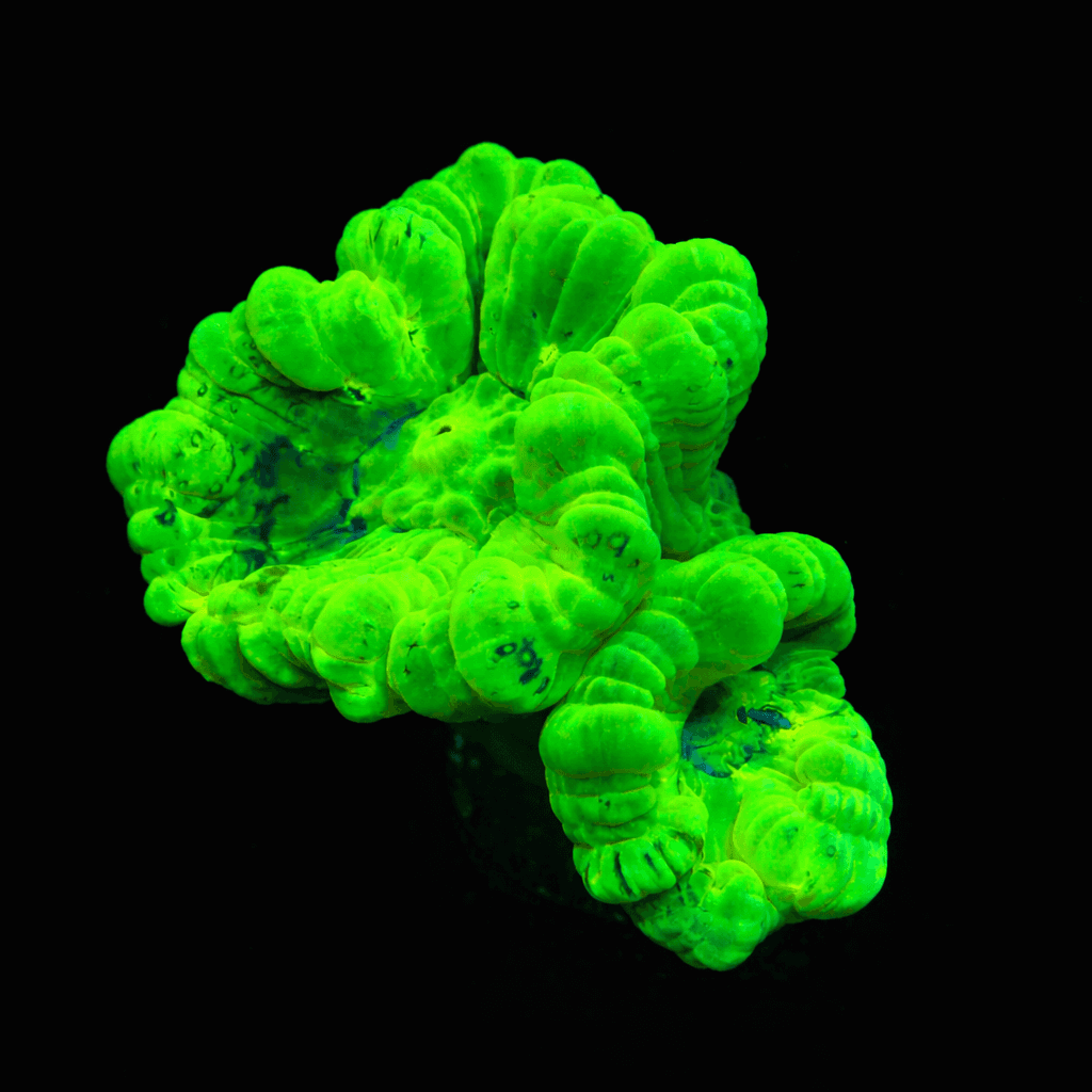 Candy Cane Coral (Per Head)