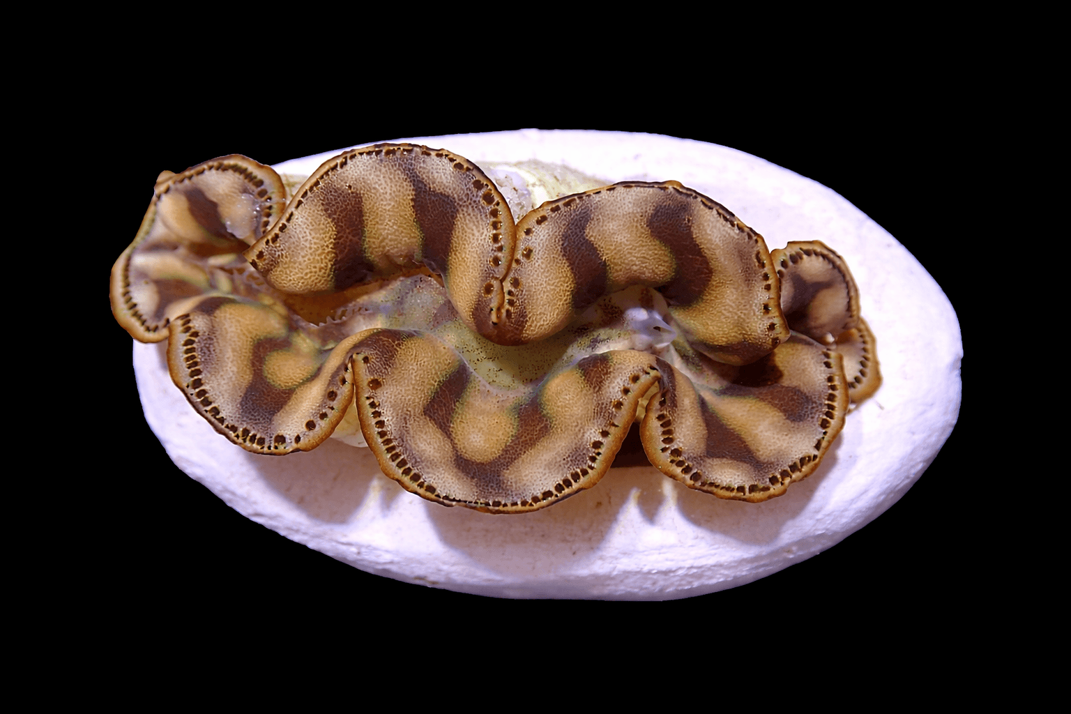 Gold Maxima Clam