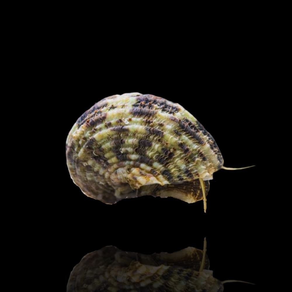 Cats Eye Turbo Snail