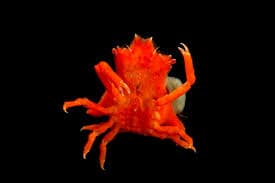 Orange Sponge Decorator Crab