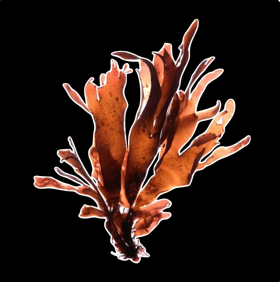 Flat Red Seaweed