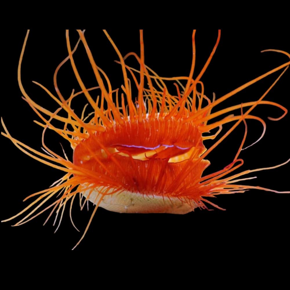 Electric Flame Scallop