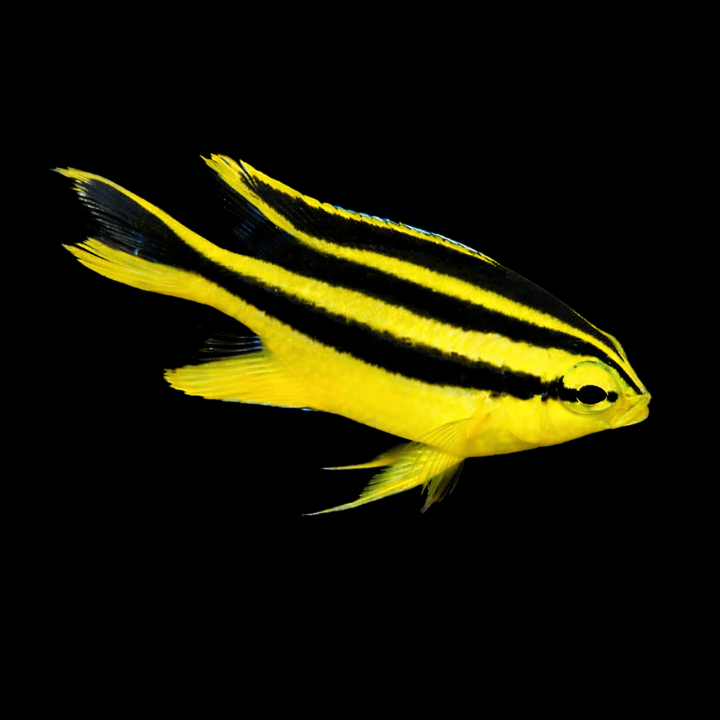 Black and Gold Chromis