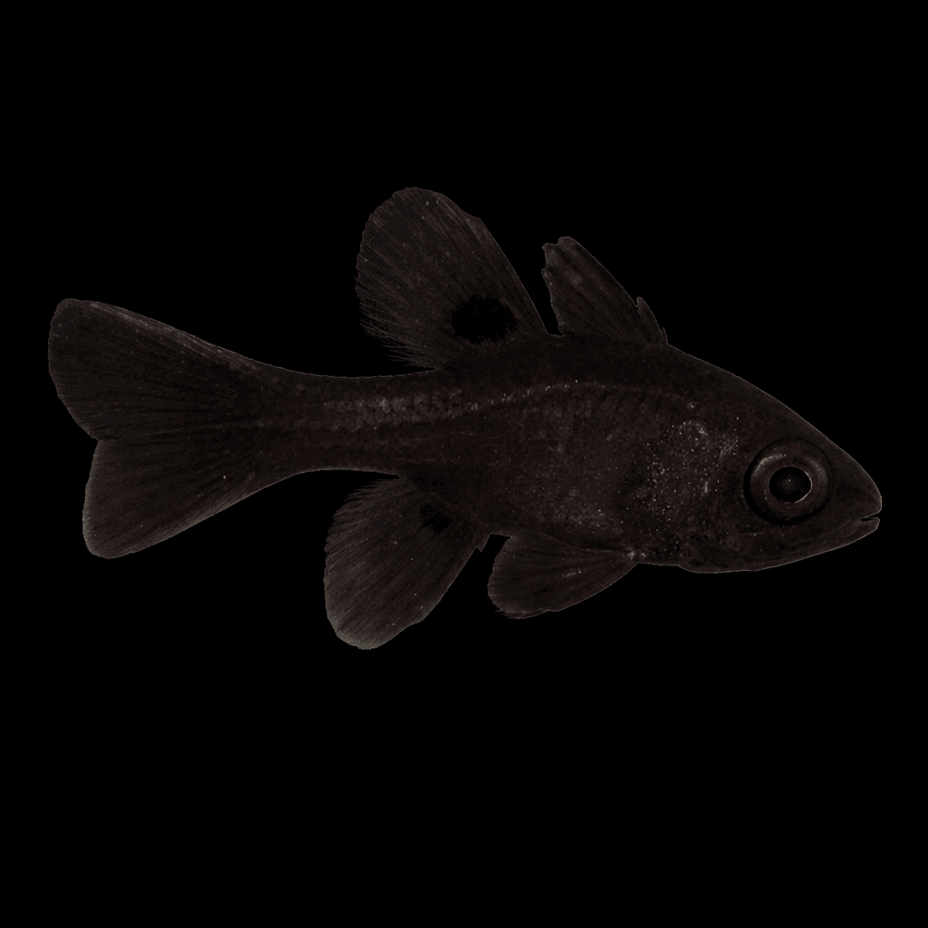 Black Cardinalfish
