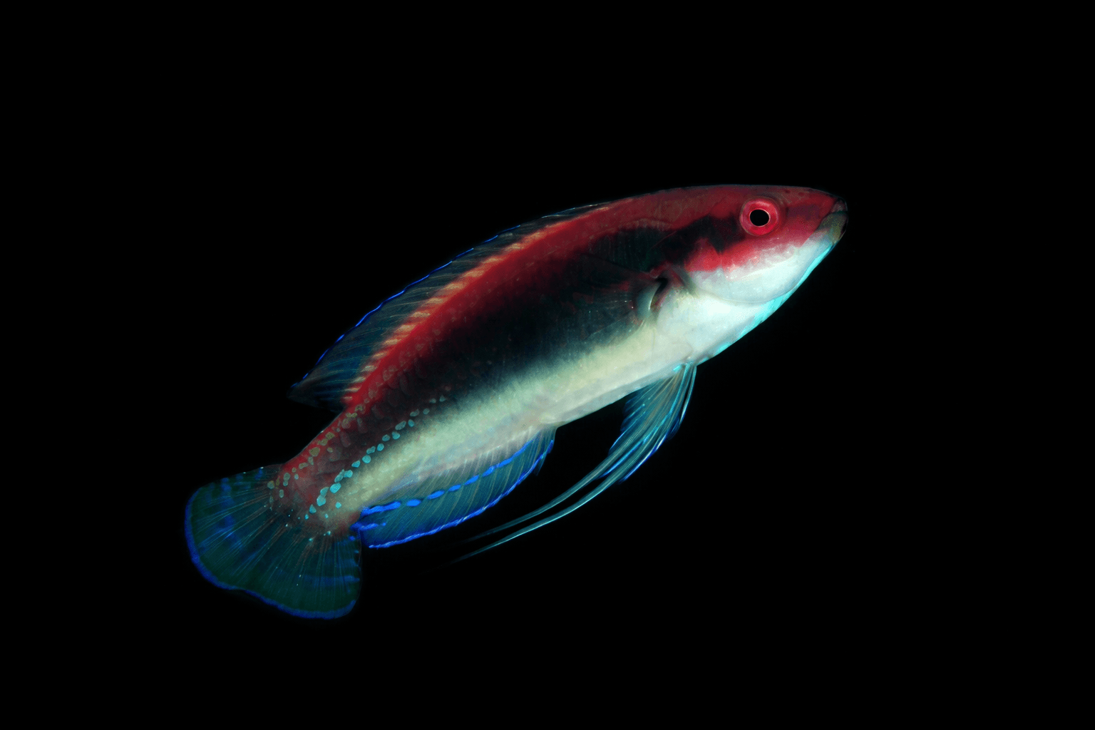 Blue Stripe Fairy Wrasse
