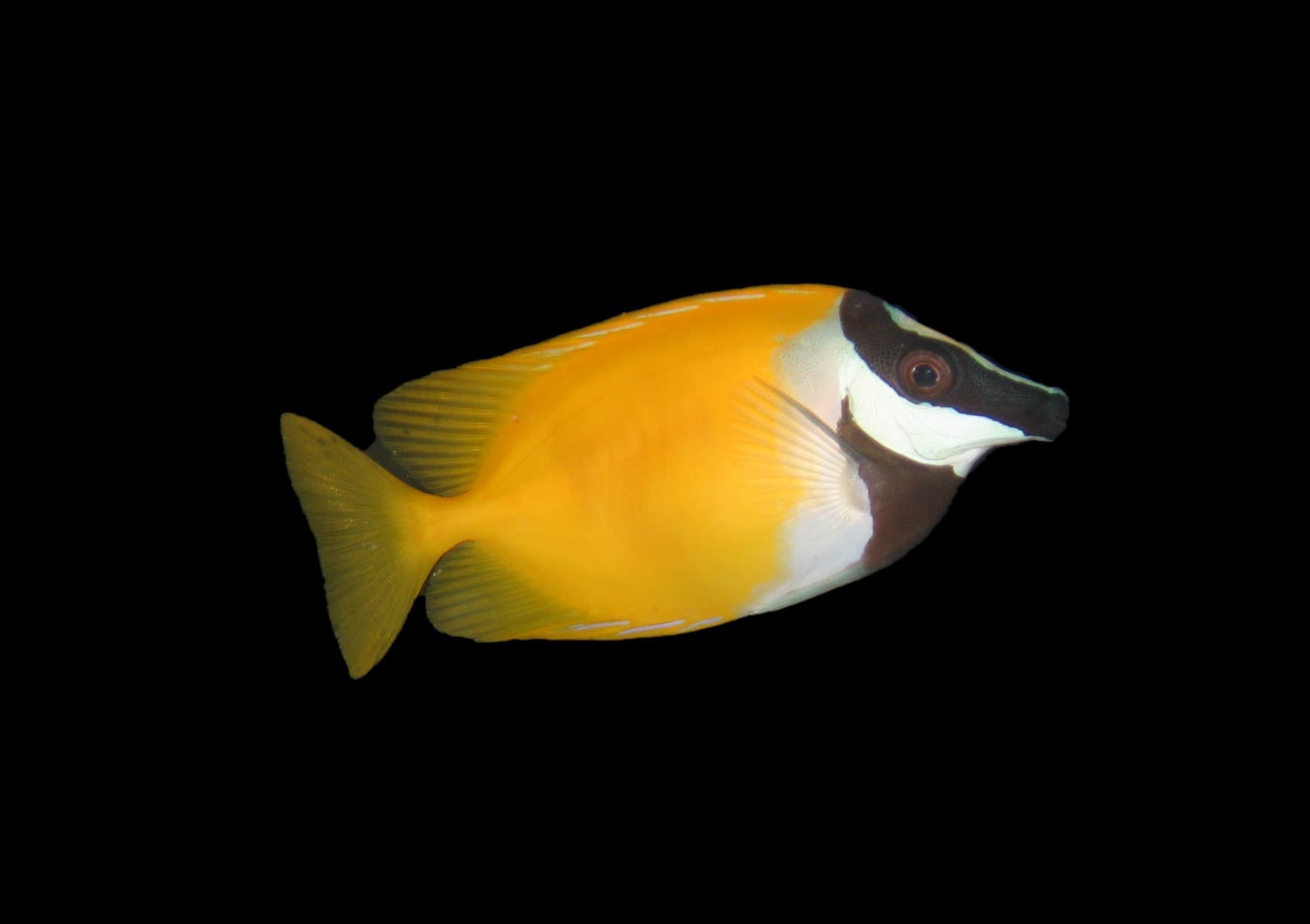 Foxface rabbitfish