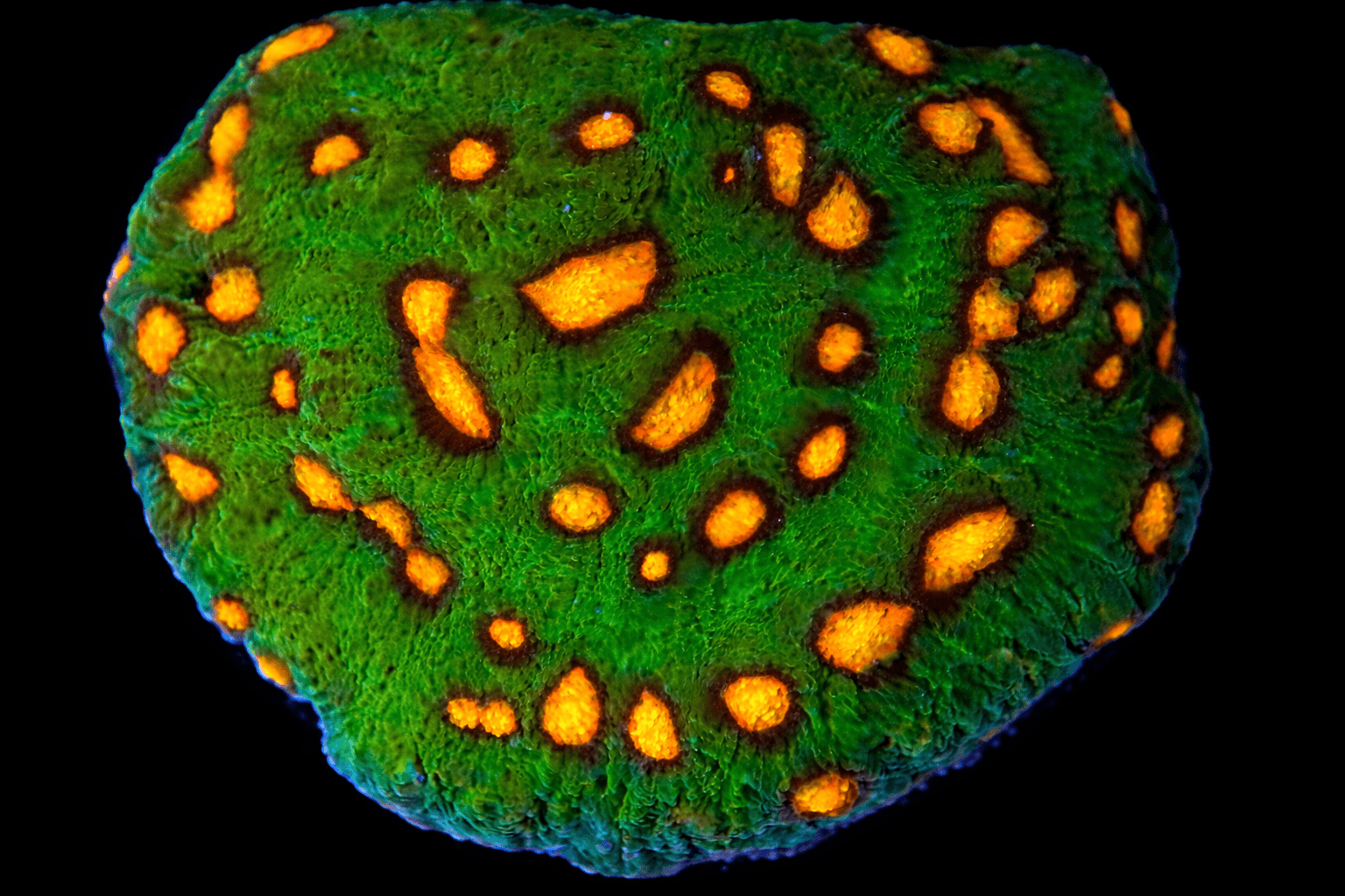 Raja Rampage Chalice Coral