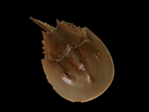 Horseshoe Crab
