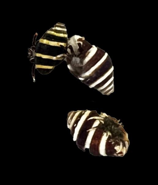 Bumblebee Hermit Crab