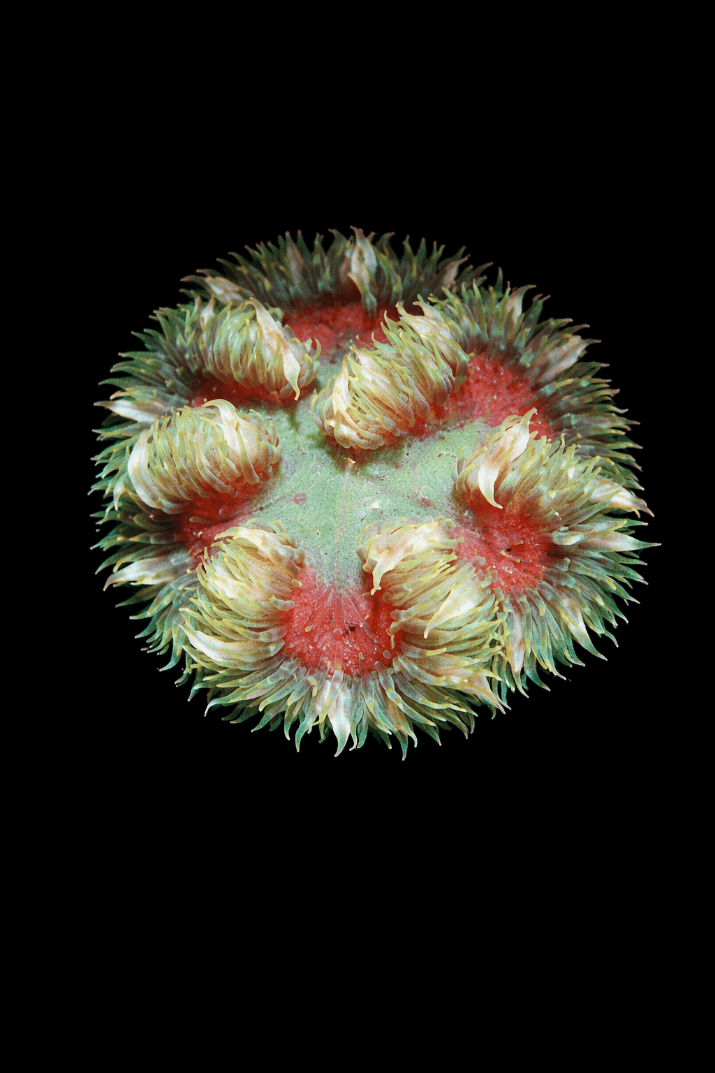 Ultra Rock Flower Anemone 2