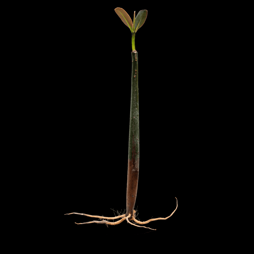 Red Mangrove Pods with leaves