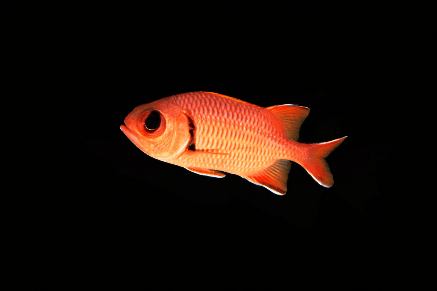 Big Eyed Squirrelfish