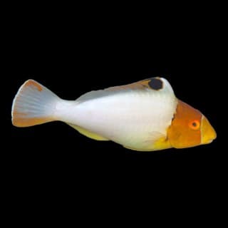 Bi-Color Parrot Fish (Lg)