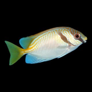 Two Barred Rabbitfish