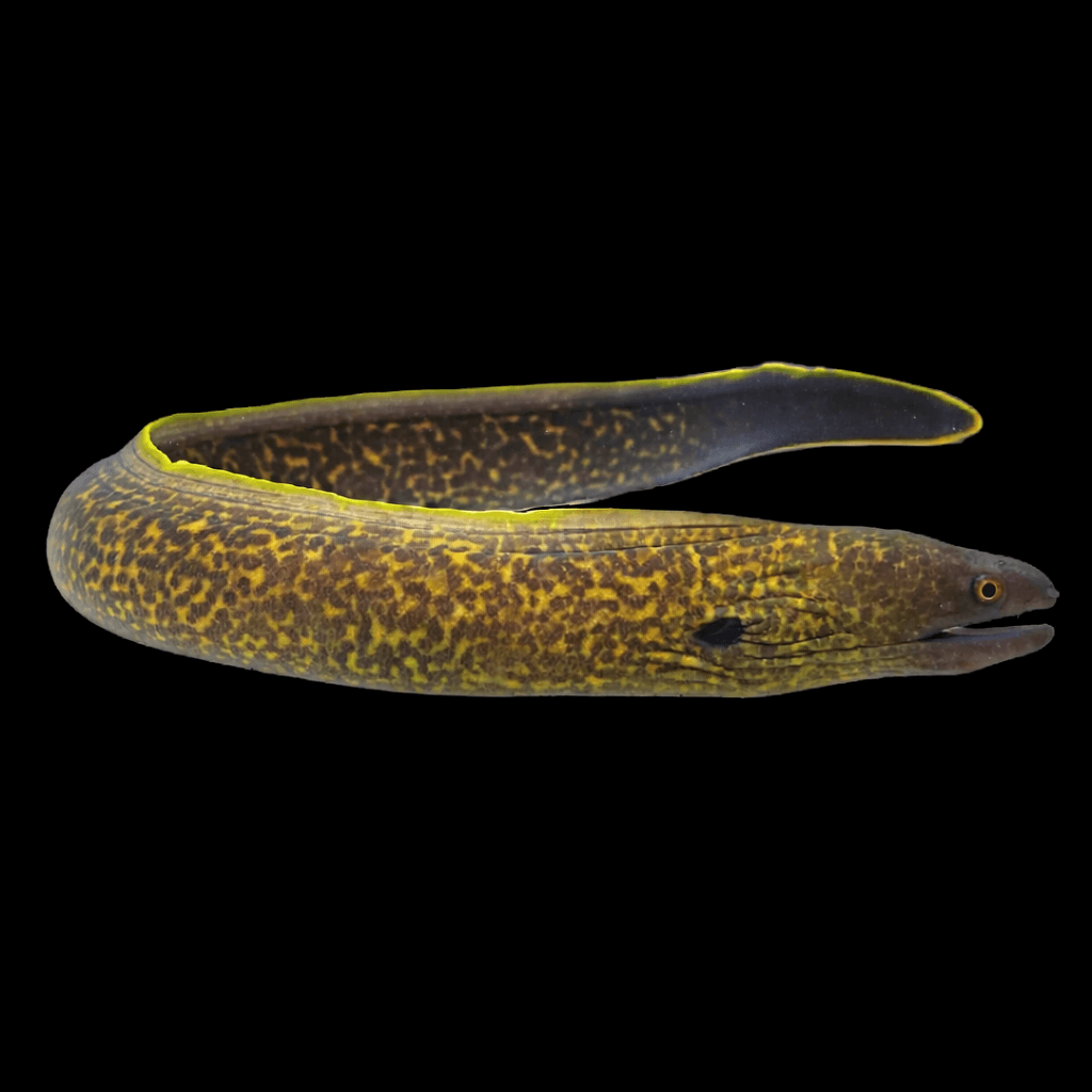 Yellow Edged Moray Eel