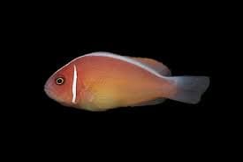 Pink Skunk Clownfish