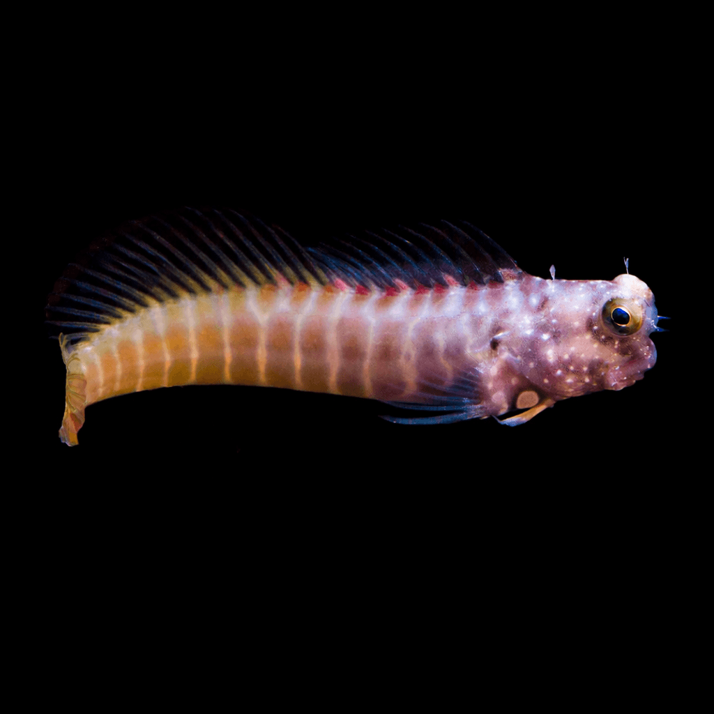 Segmented Lawnmower Blenny