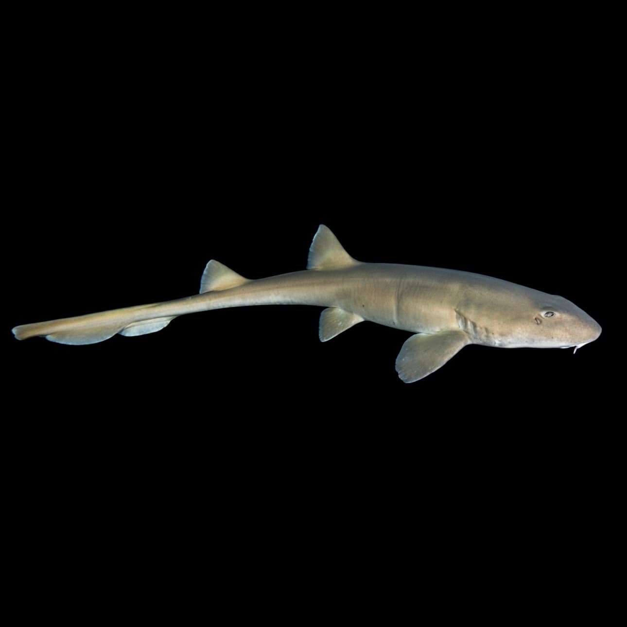 Australian Carpet Shark