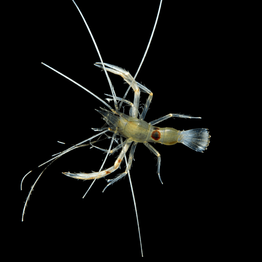 Bulls Eye Coral Banded Shrimp