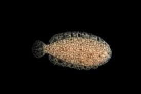 Aseraggodes Dwarf Sole