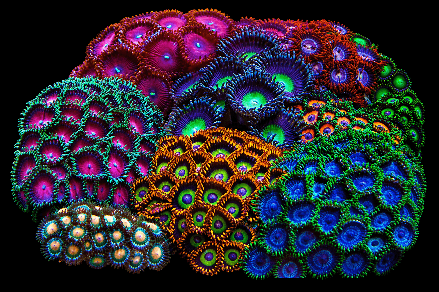 Assorted Zoa Rock
