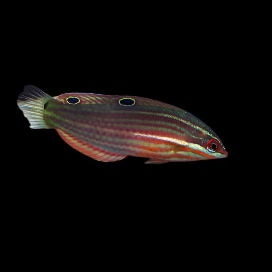 Red Lined Wrasse