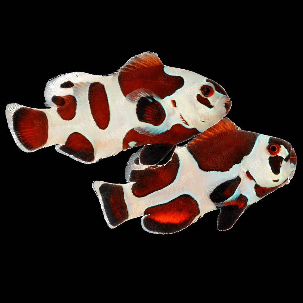 Mocha Storm Ocellaris Clownfish