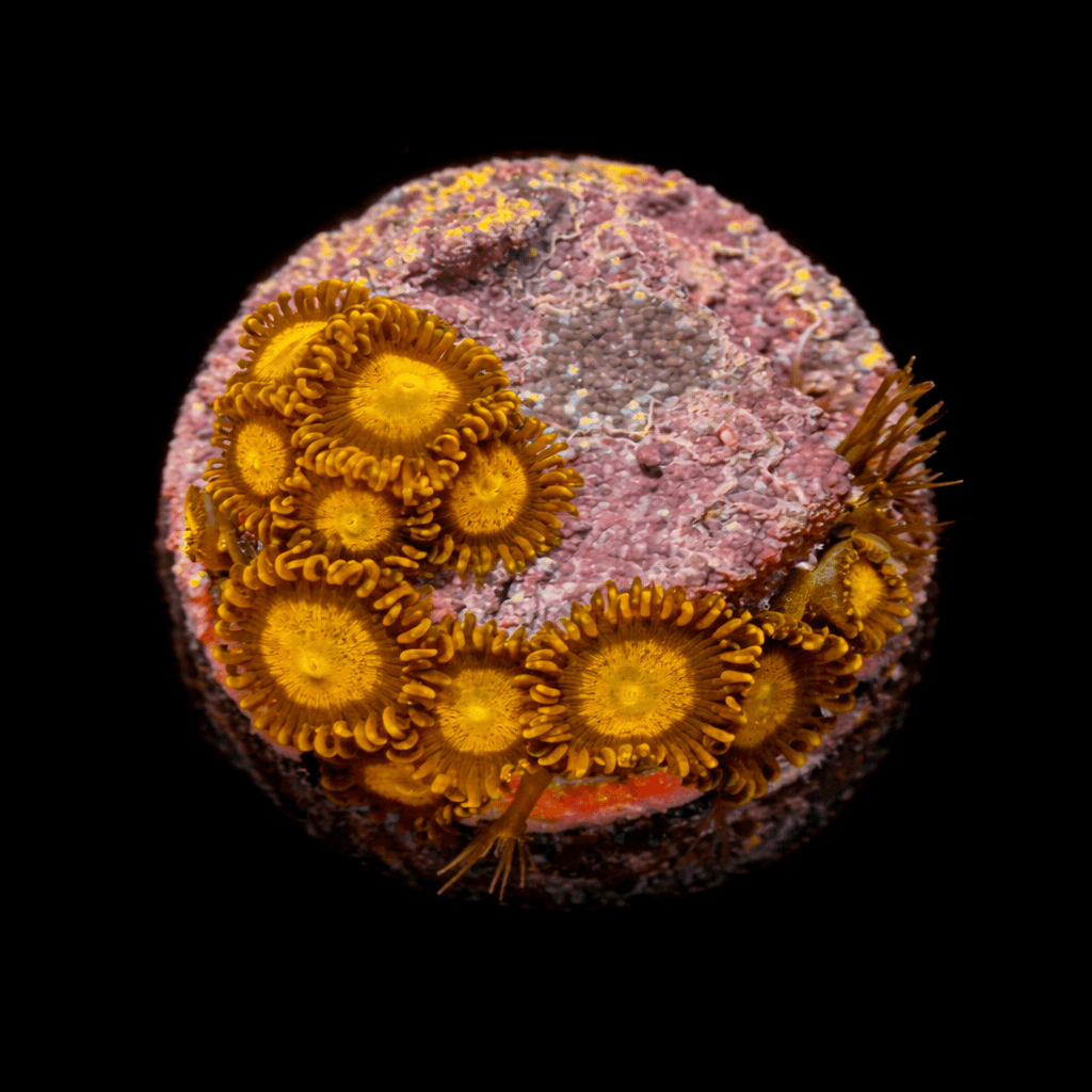 King Midas Zoa Frag