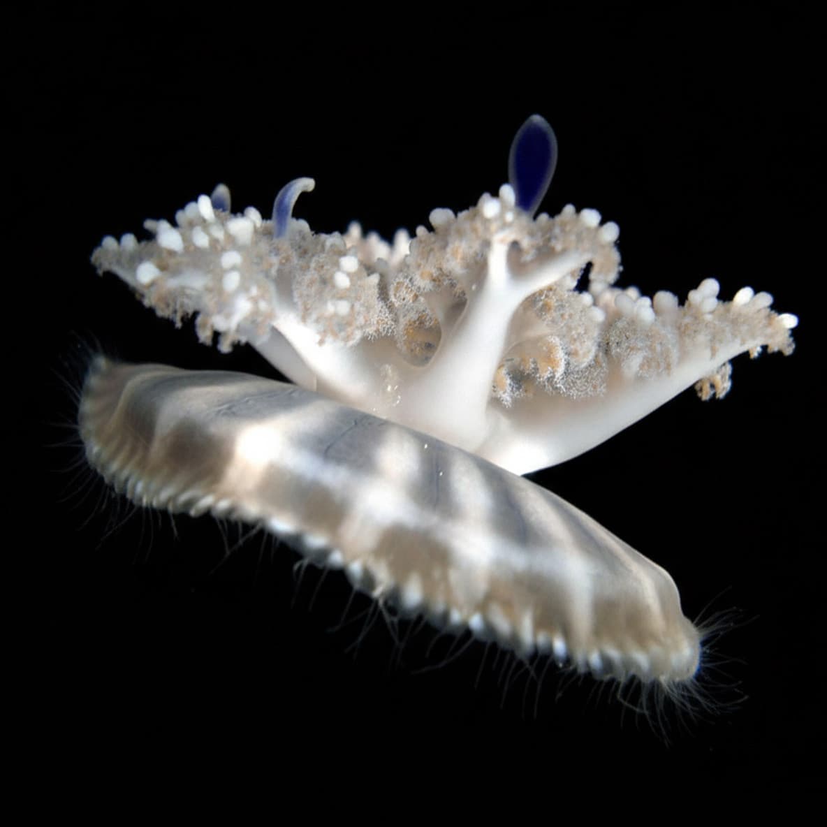 Upside Down Jellyfish