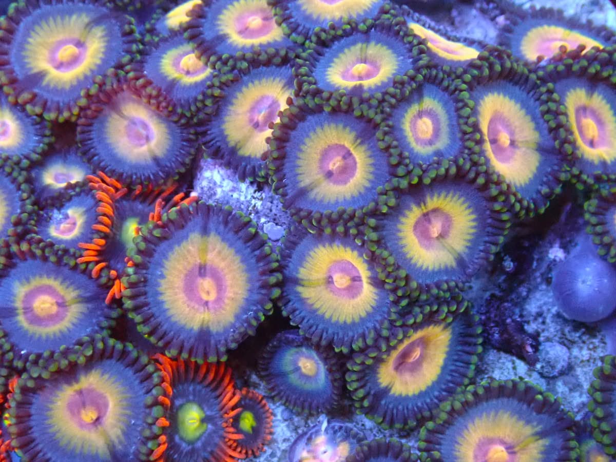 Night Owl Zoa Frag