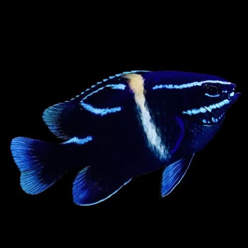 Blue Velvet Damselfish