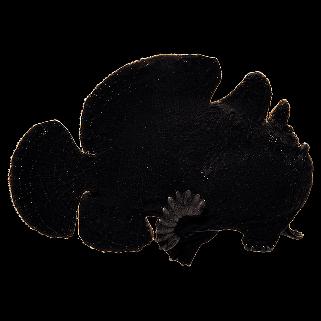 Black Frogfish