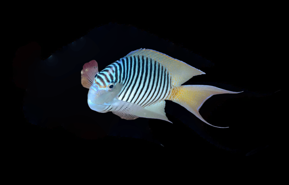 Swallowtail Angelfish