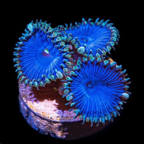Blue Death Zoa Frag