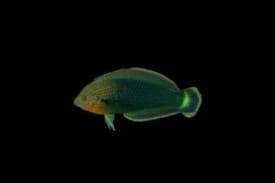 Dusky Wrasse
