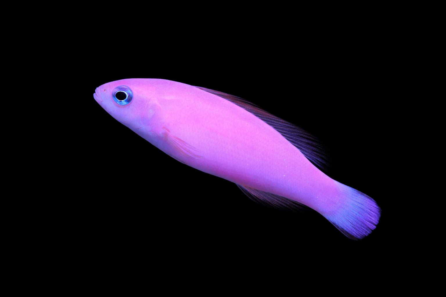 Magenta Dottyback