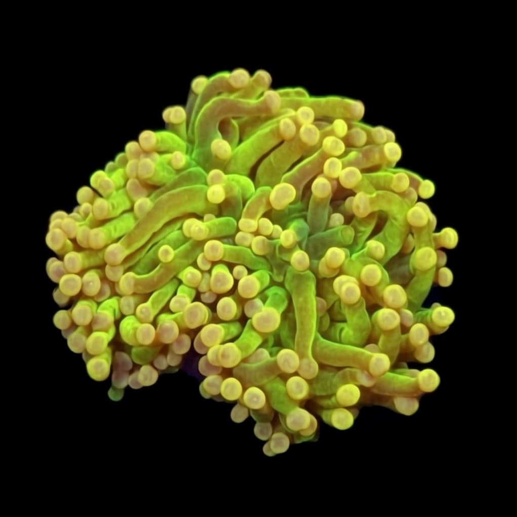 WYSIWYG Ultra Sun God Torch Coral