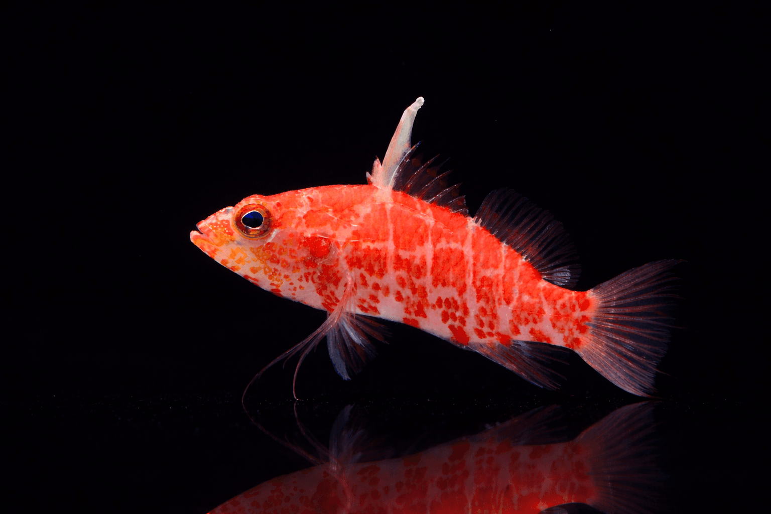 Dwarf Geometric Hawkfish