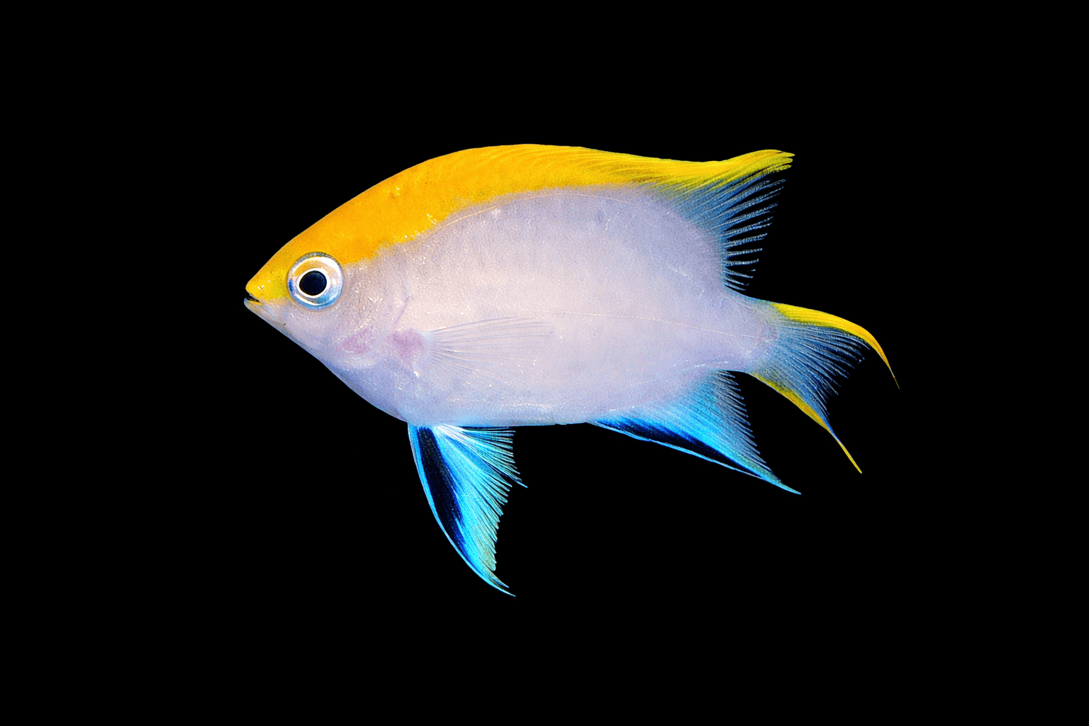 Bluefin Damselfish
