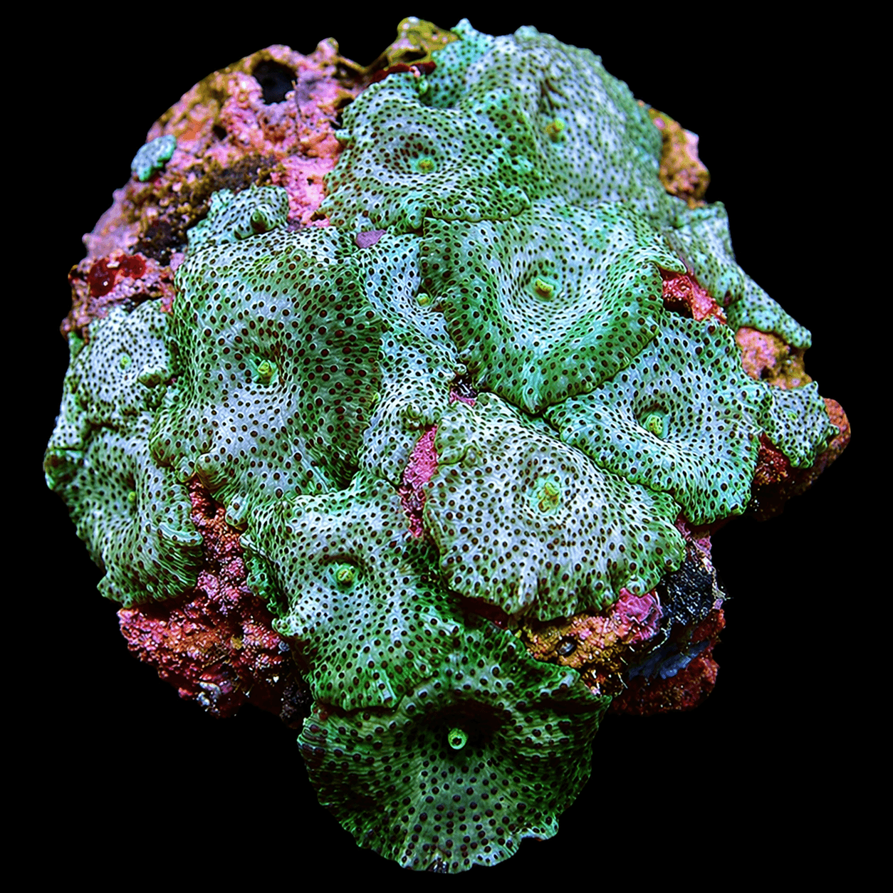 Assorted Mushroom Coral Rock