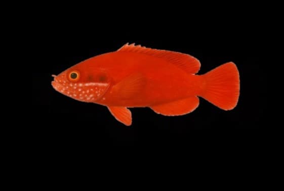 Red Soapfish
