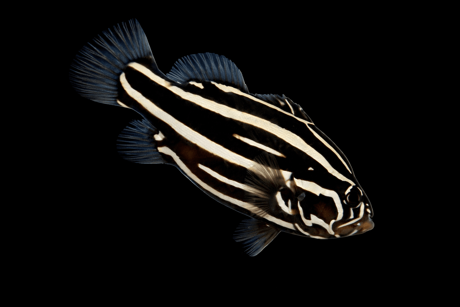 Striped Soapfish