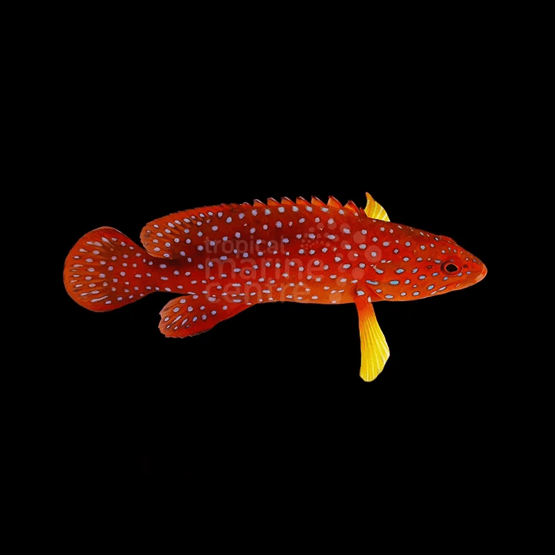 Red Miniata Grouper