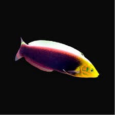 Radiant Wrasse M