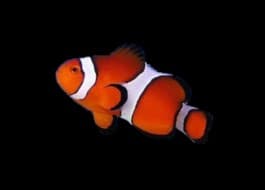 Ocellaris Clownfish (CB)