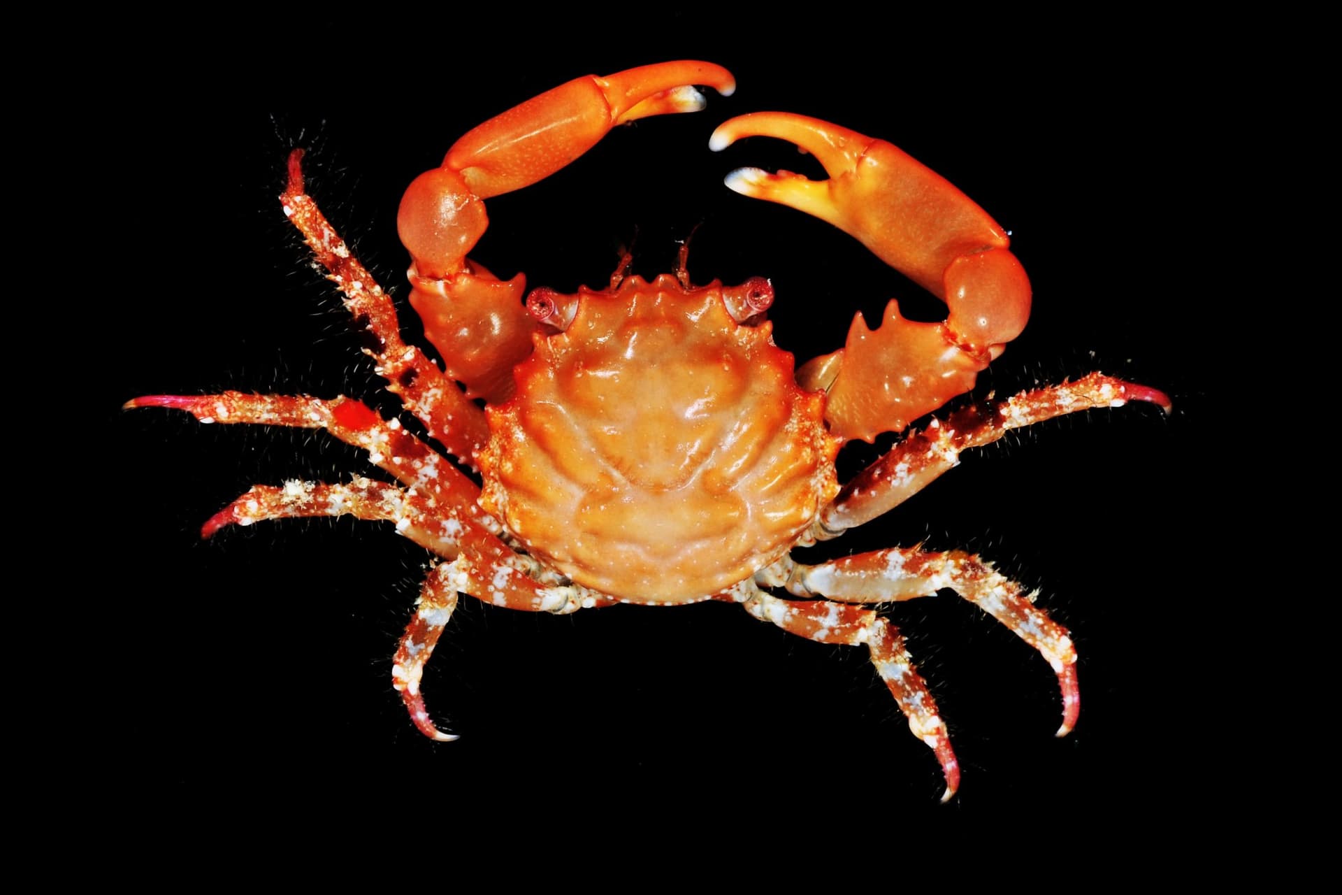 Red Emerald Crab