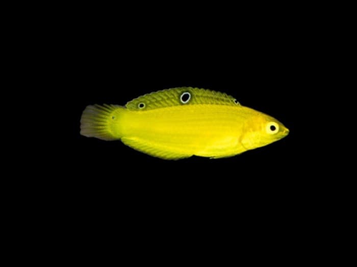 Yellow Coris Wrasse